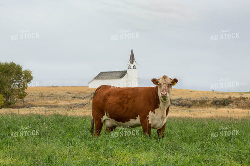 Hereford Cow 81068