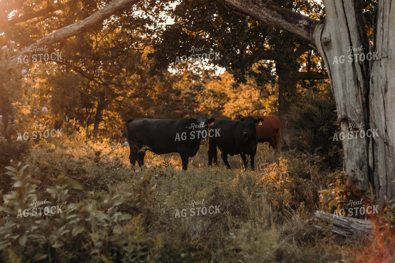 Angus Cattle in Pasture 108009