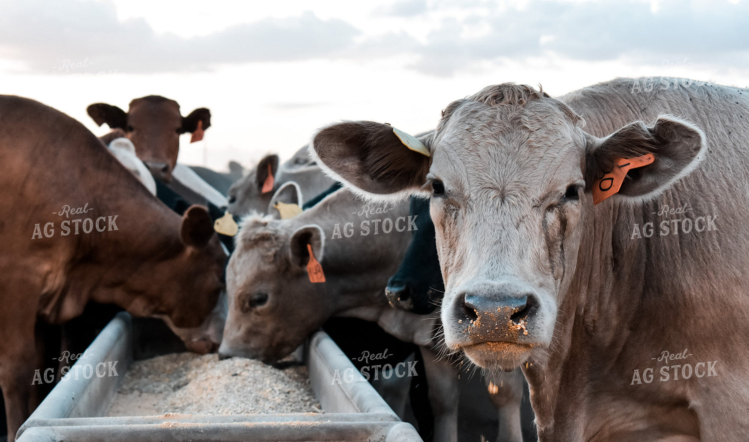 Cattle Eating out of Trough 112013