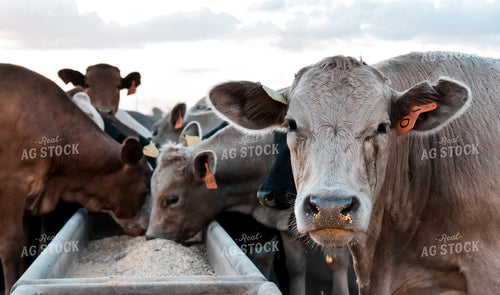 Cattle Eating out of Trough 112013