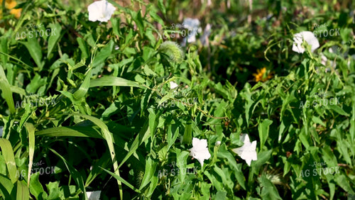 Bee Collecting Pollen from Wildflowers on CRP Land - 215