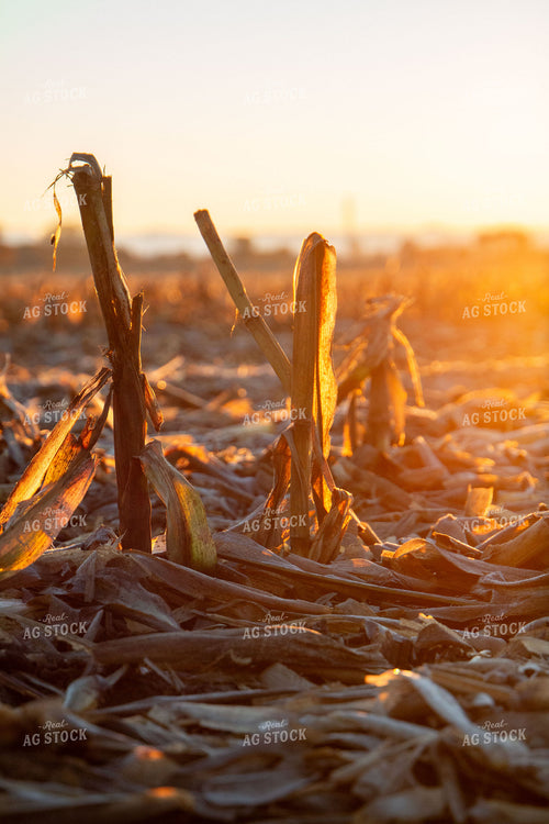 Corn Stalks 157043