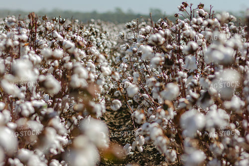 Cotton Field 291084