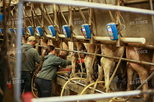 Milking Cows 161087