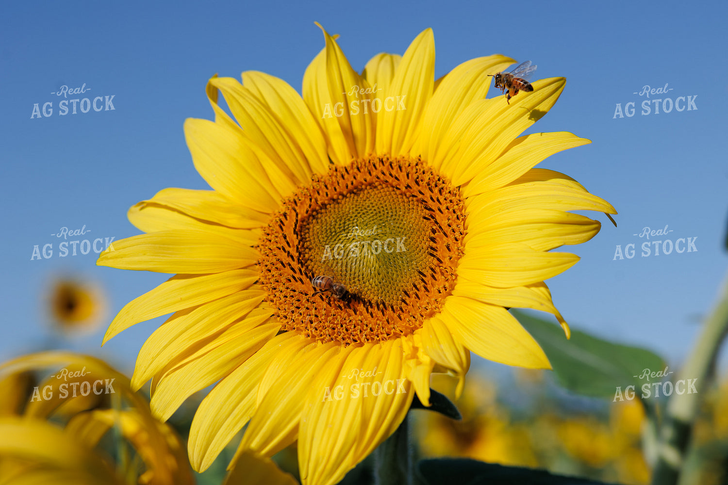 Sunflower with Bees 295125