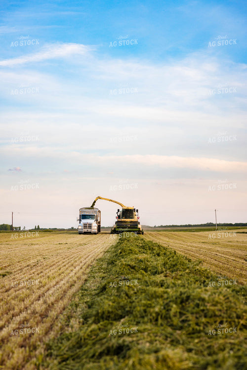 Chopping Silage 152134