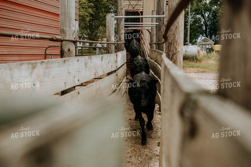 Cows Being Unloaded 77096