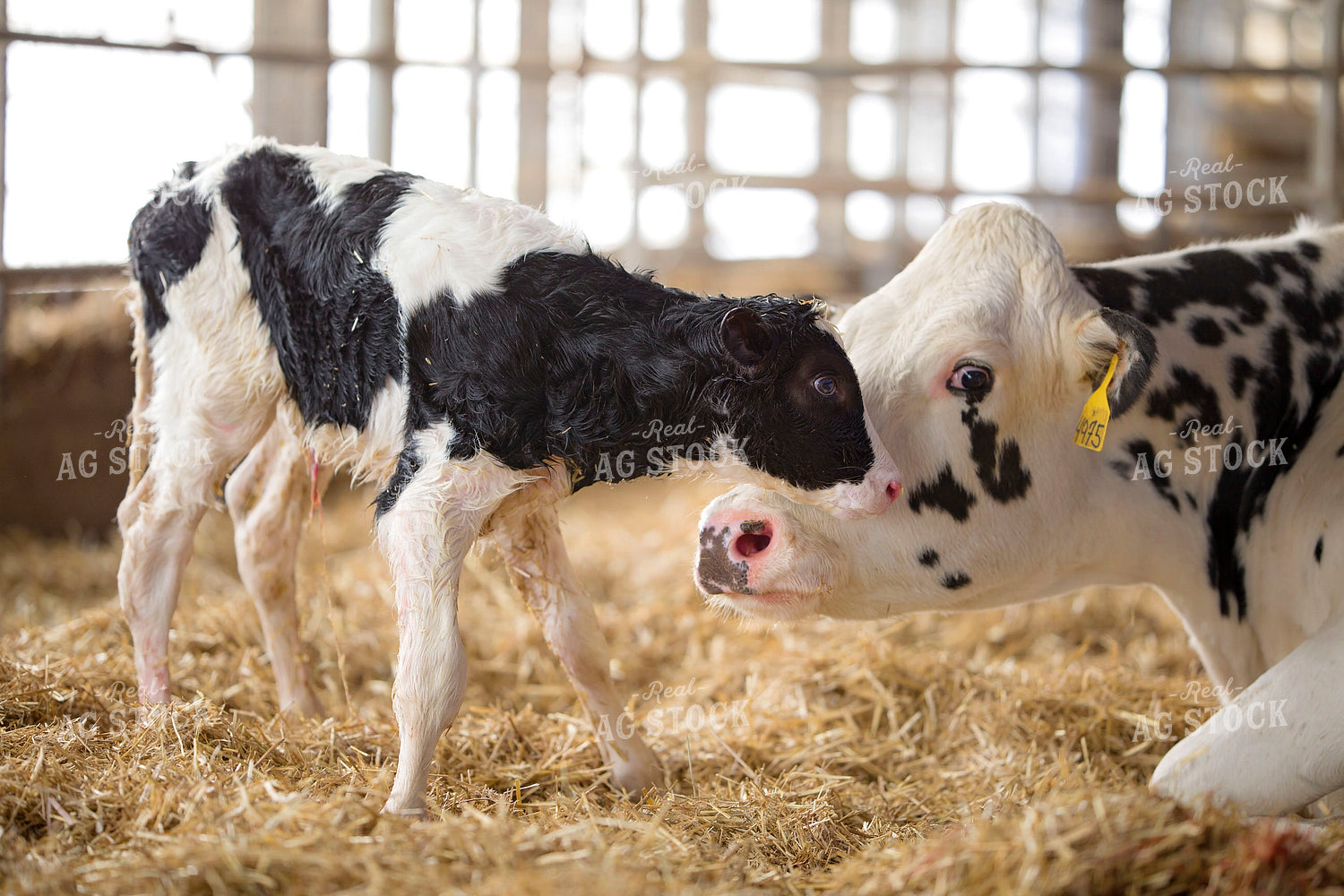 Holstein Cow and New Calf 55348