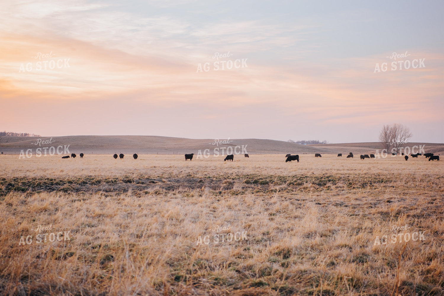 Angus Cattle Grazing in Pasture 68031