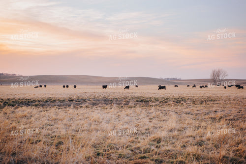 Angus Cattle Grazing in Pasture 68031