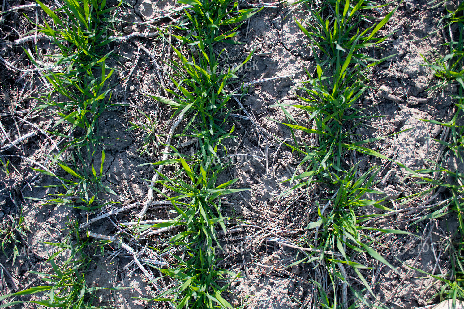 Green Wheat Field 50117