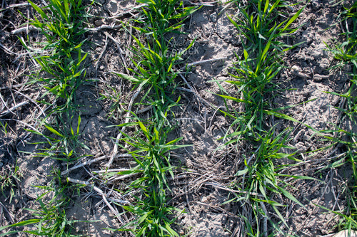 Green Wheat Field 50117