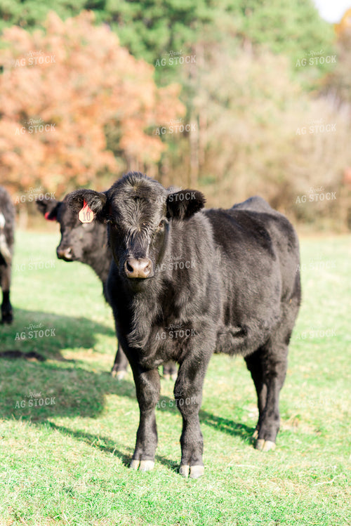 Angus Cow in Pasture 74013