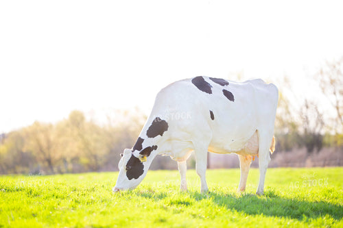 Holstein Cow in Pasture 55125