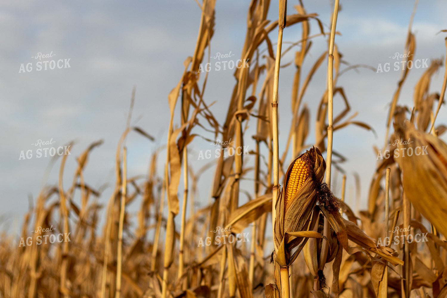 Dried Corn Field 67173