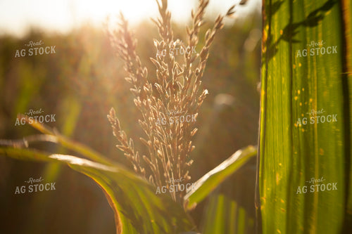 Corn - Mid-Season 1270