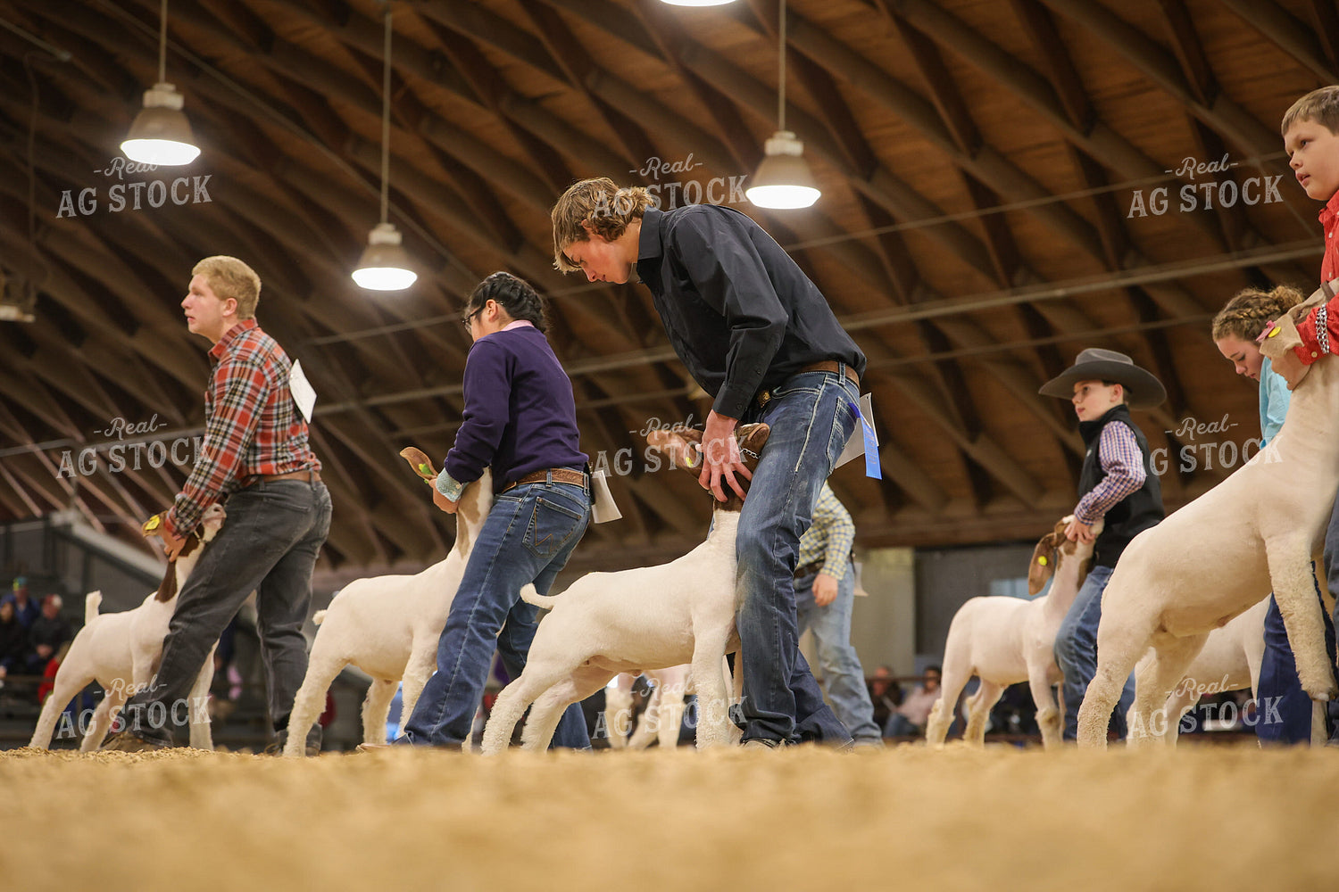 Showing Goats 52359