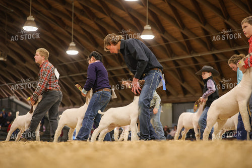 Showing Goats 52359