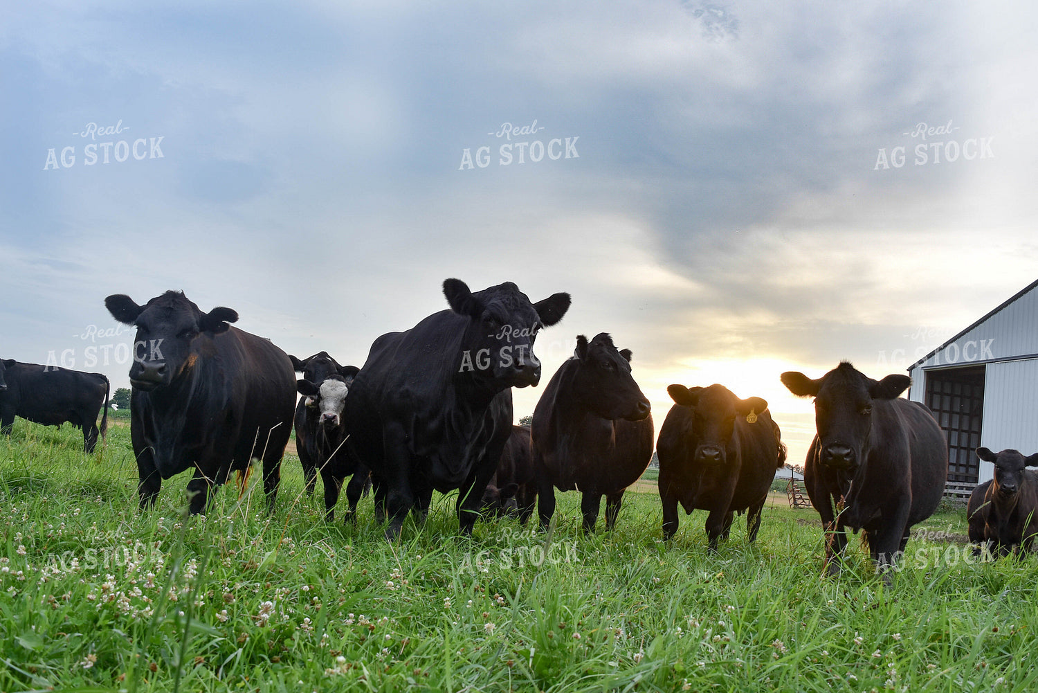Black Angus Cattle 90014