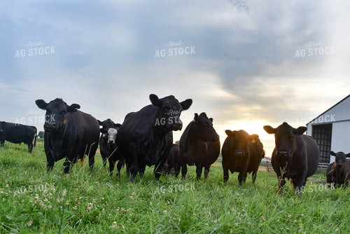 Black Angus Cattle 90014
