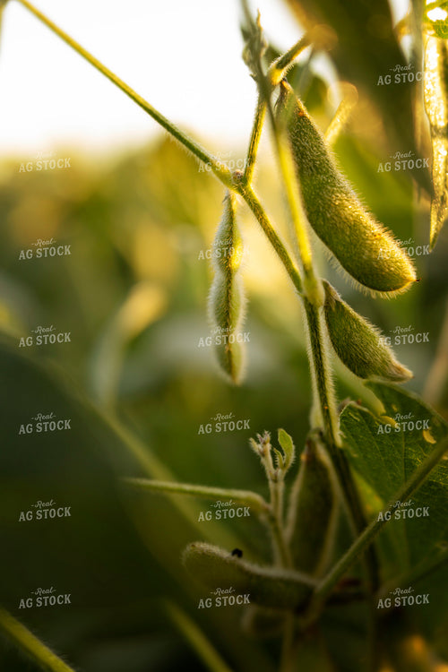 Soybeans - Mid-Season 4921