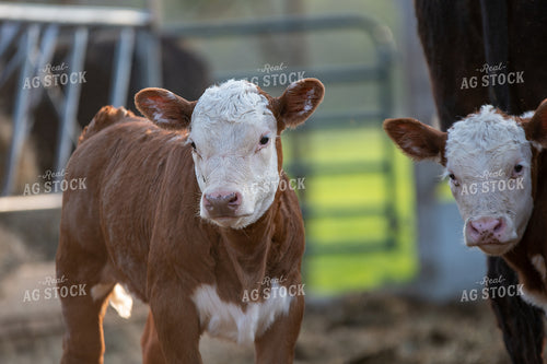 Hereford Calves in Farmyard 50225