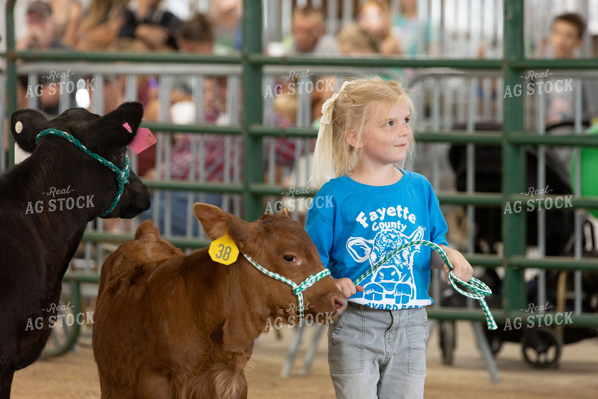 Young Girl Showing Calves at County Fair Livestock Competition 405022