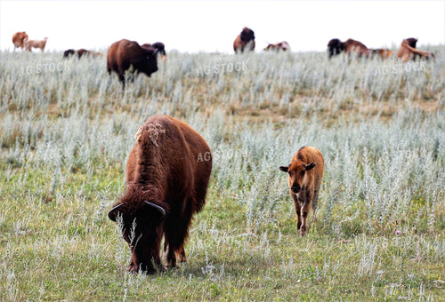 Bison 141672