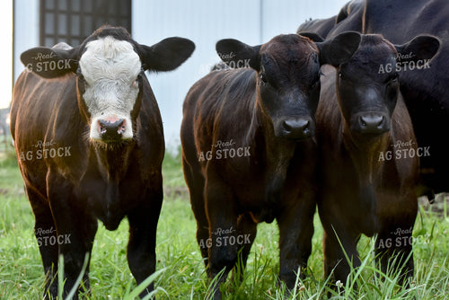 Black Angus Calves 90015