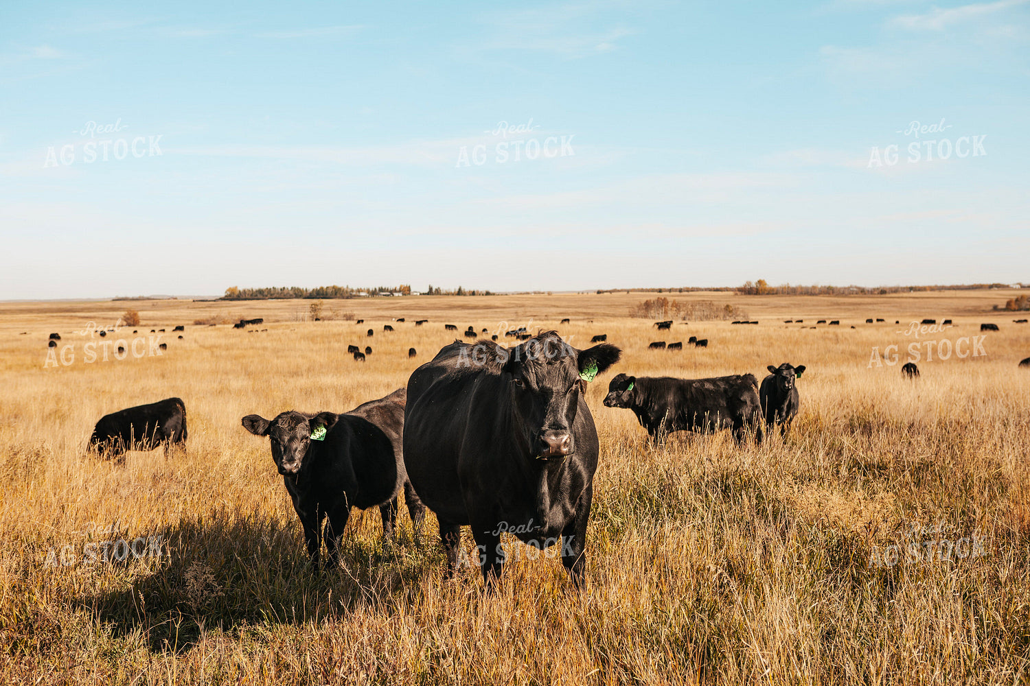 Angus Cow Calf Pairs on Pasture 187082