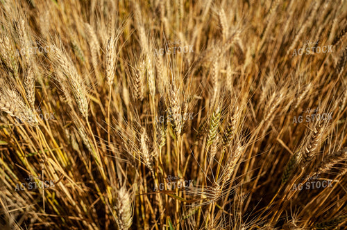 Dried Wheat in Field 59056