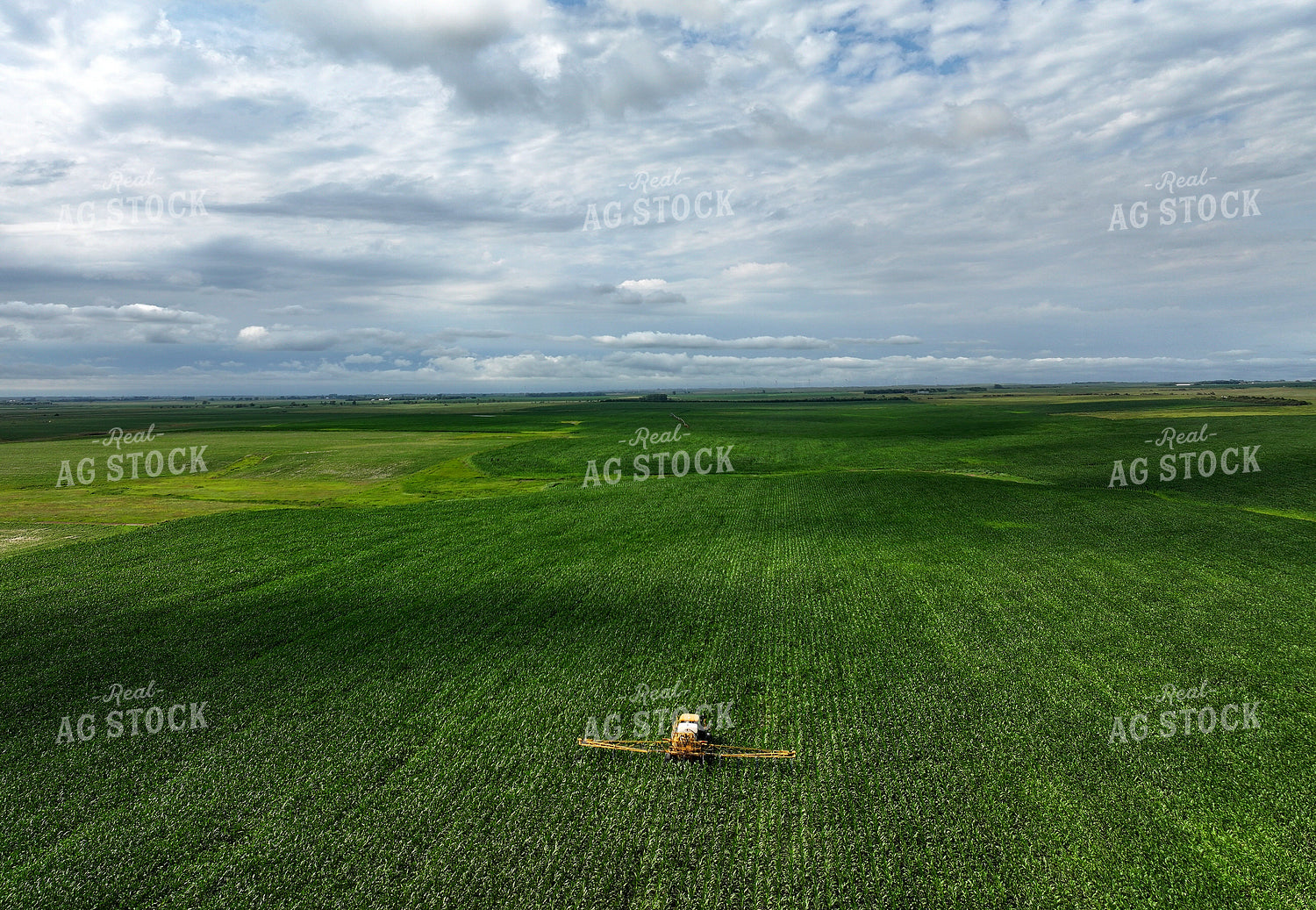 Y Dropping Corn 141368