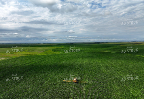 Y Dropping Corn 141368