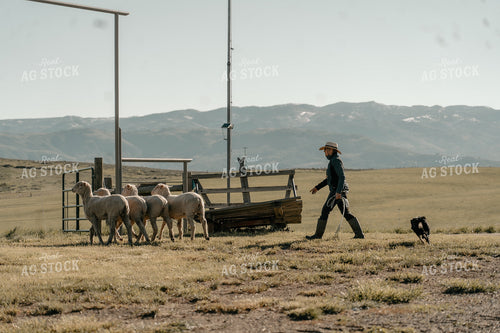 Rancher in Pasture with Sheep 58202