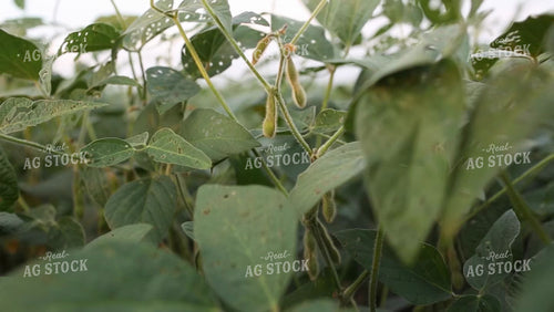 Soybean Video - Breezy Soybean Plant 2398