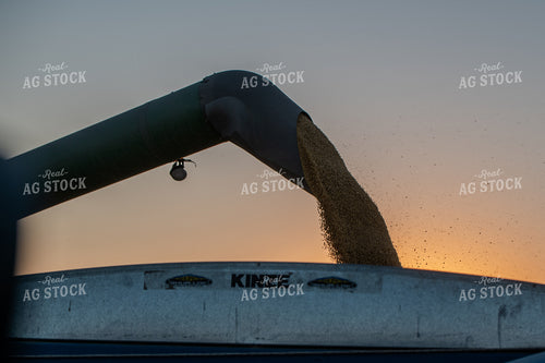 Soybean Harvest 236028