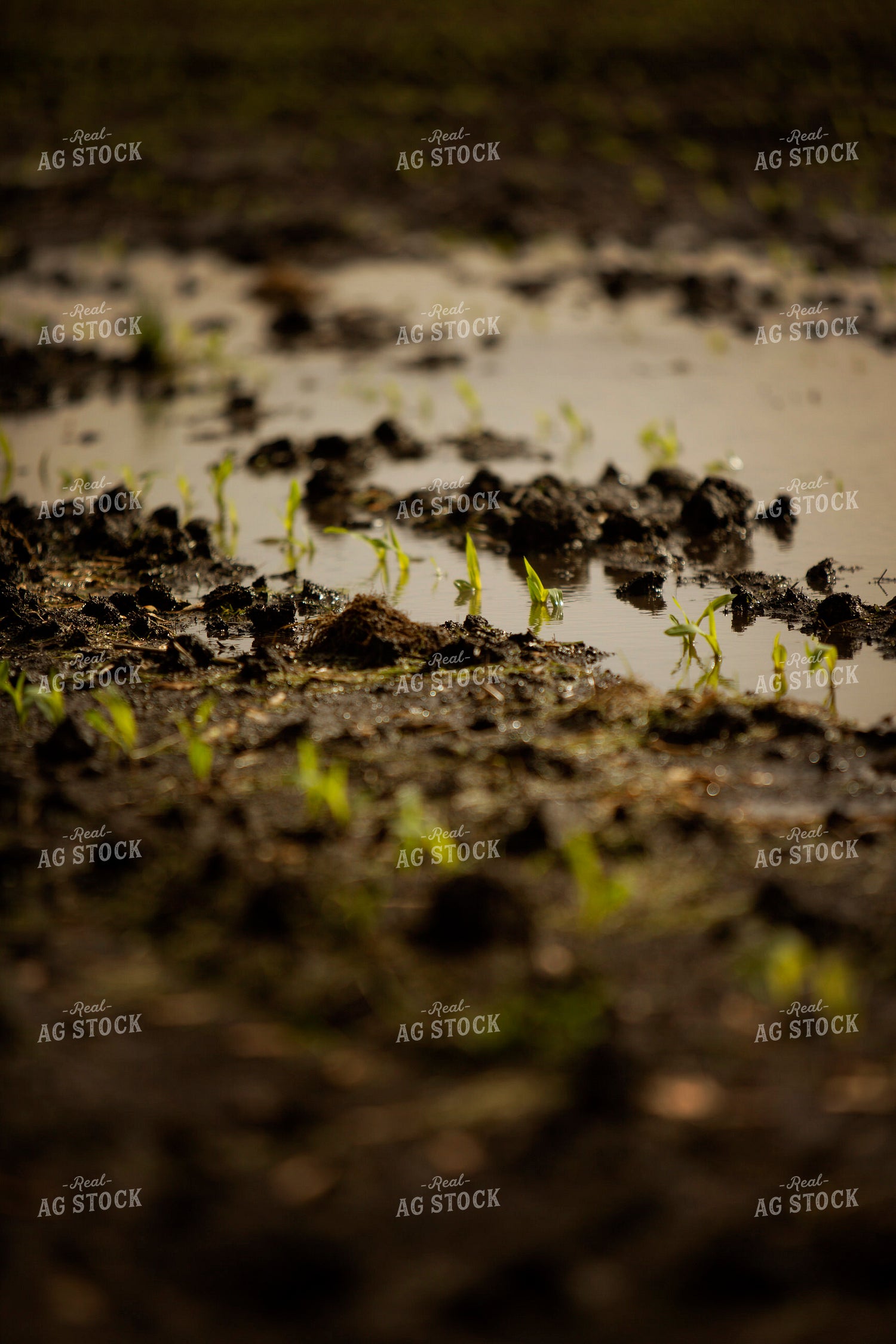 Early Growth Corn in Wet Soil 5542
