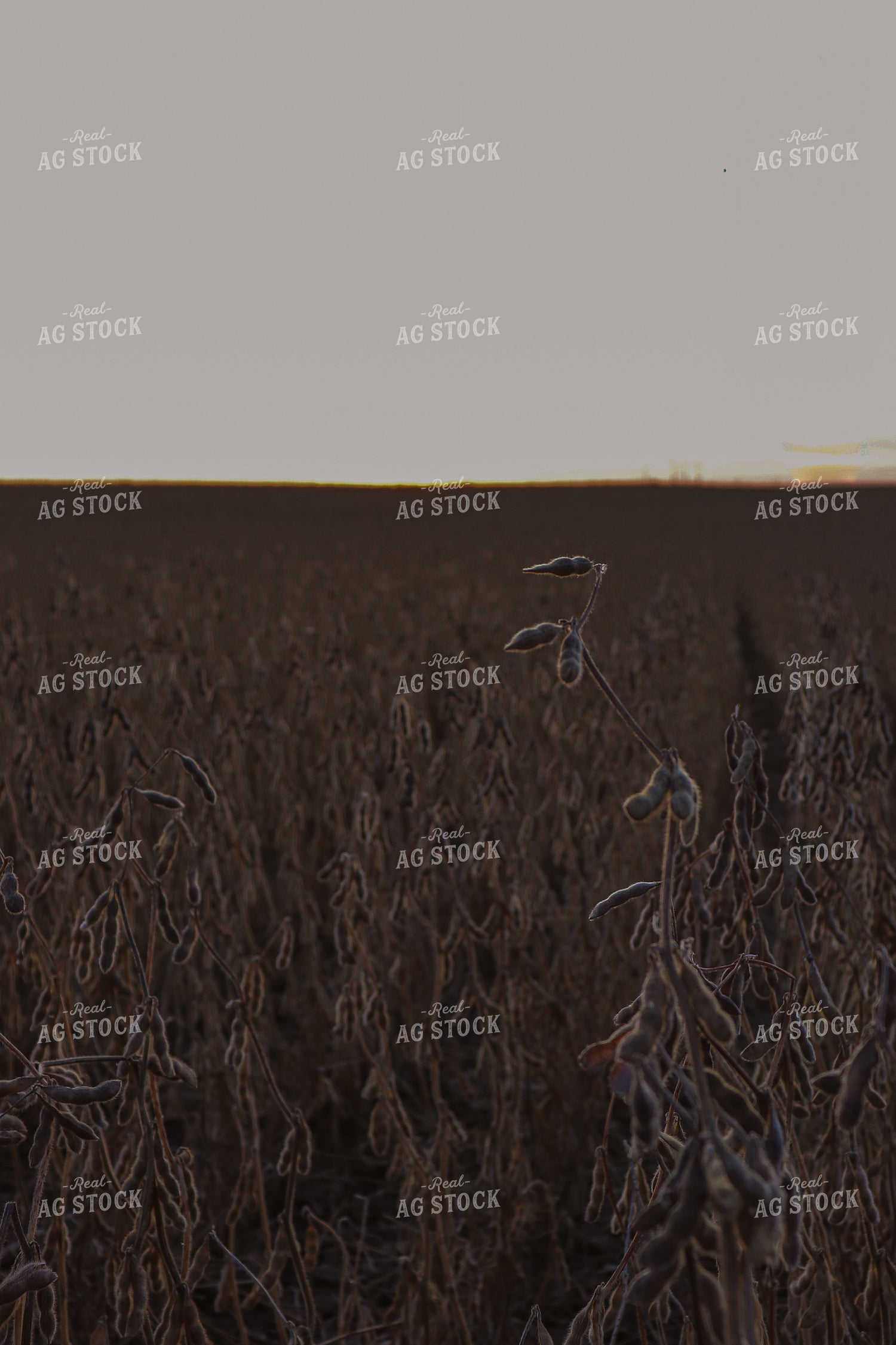 Dried Soybeans at Dusk 67018