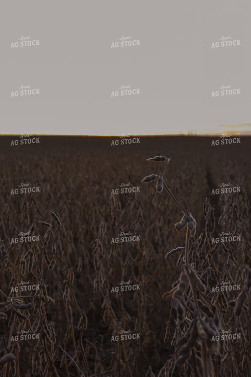 Dried Soybeans at Dusk 67018