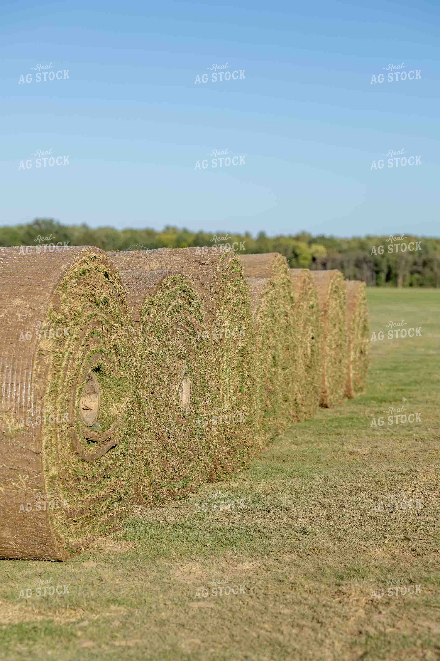 Rolls of Sod 291013