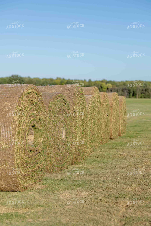 Rolls of Sod 291013