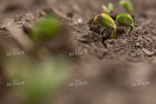Soybeans - Early Growth 1379