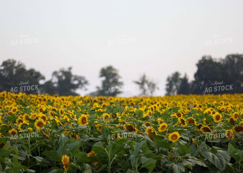 Sunflowers 160171