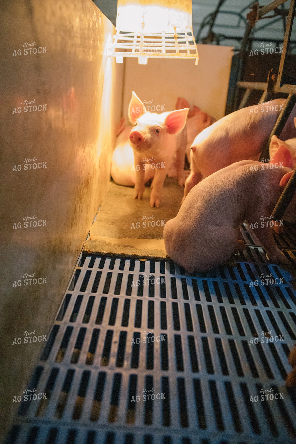 Piglets in Farrowing Stall 3250