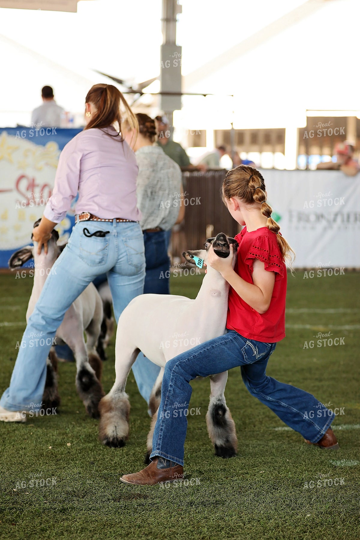Sheep Show 127131