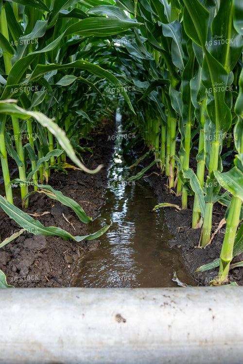 Gated Irrigation in Corn Field 65878