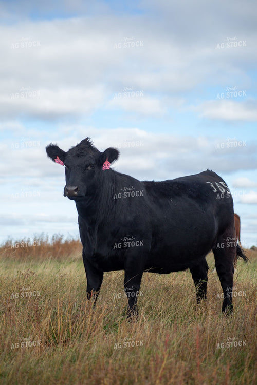 Black Angus Cow with Ear Tags Standing in Fall Pasture 406117