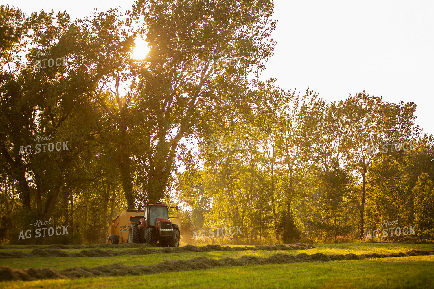 Tractor Baling Hay with Sun Coming through the Trees 5508
