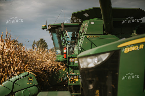 Corn Harvest 6579