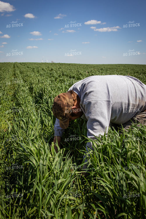 Scouting Seed Depth in Cover Crops 67682